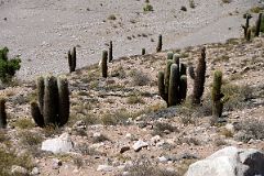 07 Cactus Next To Highway 52 On The Drive From Purmamarca To Salinas Grandes